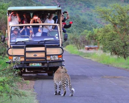Pilanesberg Game Drive & Lunch (6 hours) from Sun City 