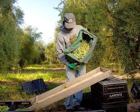 Bodegas y Aceitera