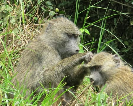 Arusha National Park