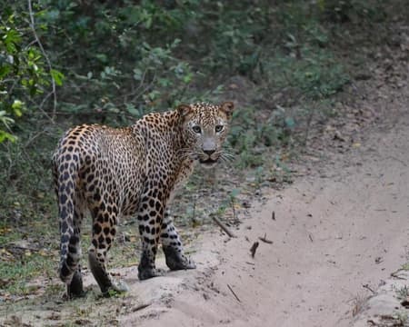 Auf den Spuren der Leoparden im Nationalpark Wilpattu