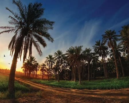 A tour in Al Ahsa the largest Oasis in the world