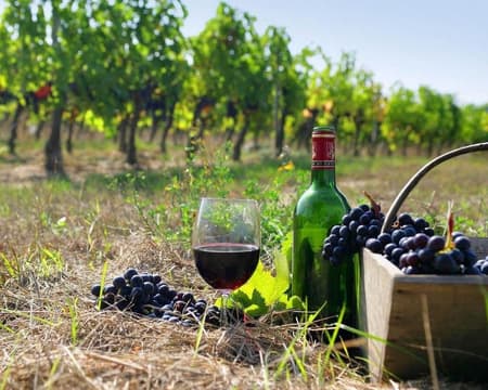 Wine Identity: Vinos de Georgia