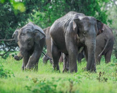 Elephant Safari in Minneriya Nationalpark 