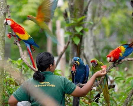 Combo Night Safari With Bird Paradise Mandai