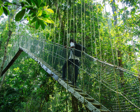 Jungle Trekking to Canopy Walkway & Terisek Hill 