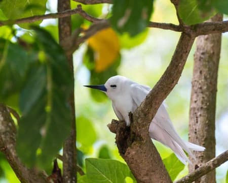 Vallee de Mai & Anse Lazio (ab Praslin)
