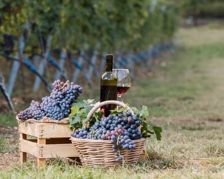 Valpolicella Wine Experience tra sapore e gusto