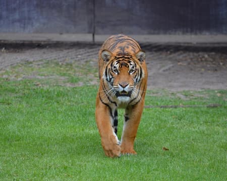 * Tiger kingdom with entry ticket (small or medium size tiger) & transfer 