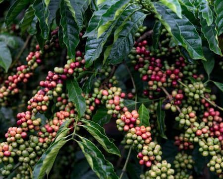 Serranía del Nudo. Nature, landscape and coffee