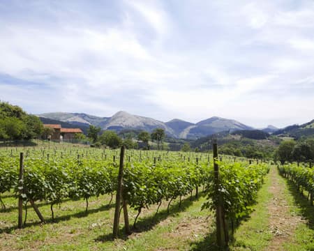 The world of txakoli: Bodegas de Galdames