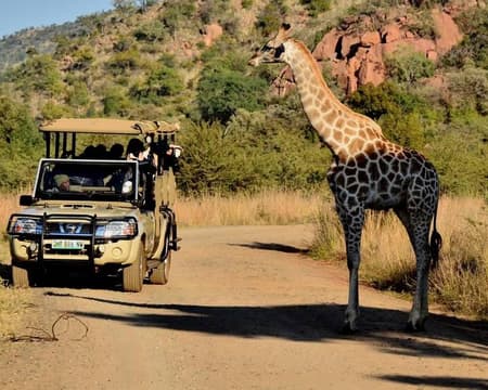 Morning OR Afternoon Game Drive at Pilanesberg National Park on SIC Basis