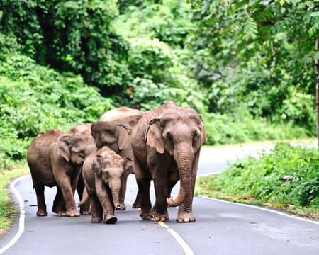 Wildlife Viewing with Trekking Tour (Private)