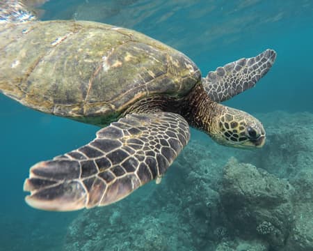 Tintoreras & Loberia (schnorcheln) Isabela ab/bis isabela Island