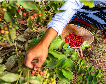 Rural coffee farm 
