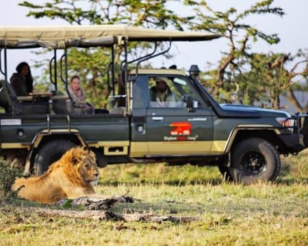 Afternoon Safari