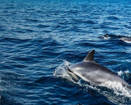 CNA - Dolphin Watching a Roseto degli Abruzzi