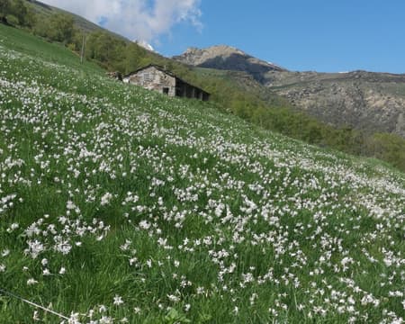 Il Sentiero delle Anime: Un Viaggio Incantato in Val Chiusella