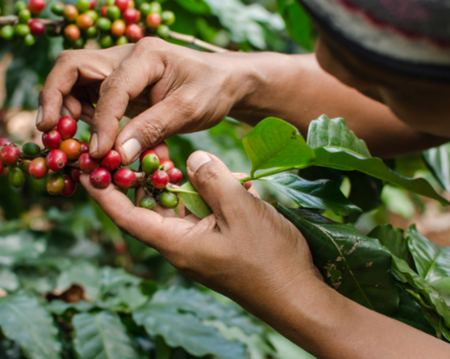 Intercity tour Kalibaru to Gilimanuk with Plantation Visit