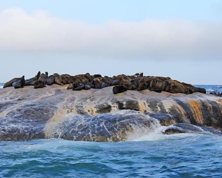 Full Day Cape Peninsula Tour
