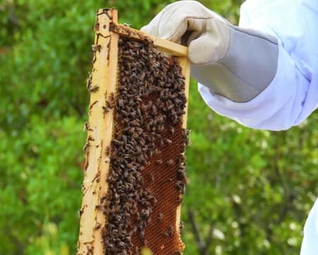 Beekeeping experience in Taif 