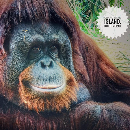 Cameron Highlands to Penang via Bukit Merah Orangutan Sanctuary (Private)