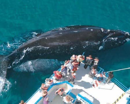 Excursión Península Valdés & Traslados IN / OUT