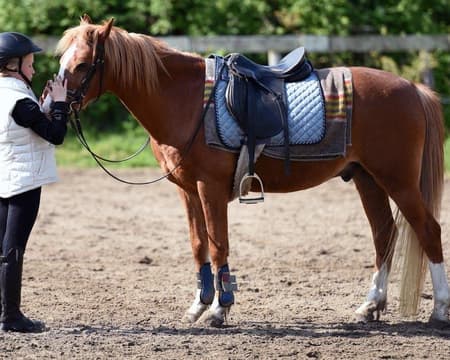 Horse-riding experience