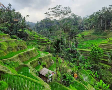 Ubud, Monkey Forest, Tegalalang Rice terrace & Swing