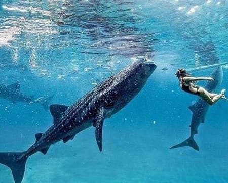 South Cebu and Oslob Whale Sharks (Private)