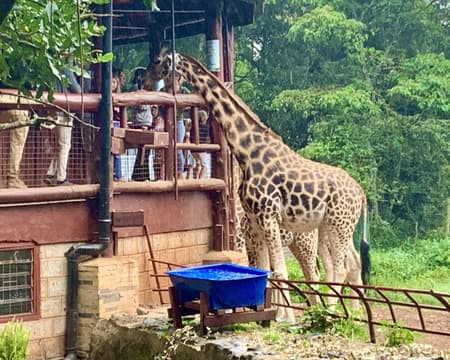 Nairobi Giraffe Centre (Admission Ticket Only)