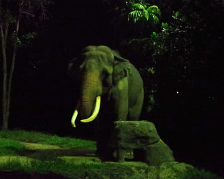Night Safari - SIC
