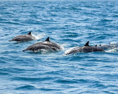 Dolphin Watching