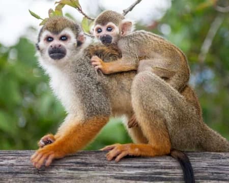 Monkey Lands & Birds of eden From knysa 
