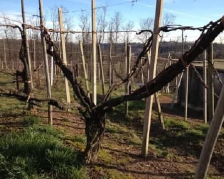LE VIGNE DEL BOCA: Escursione Enogastronomica nel Novarese