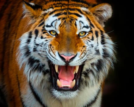 TERRA NATURA: Special Winter Promo