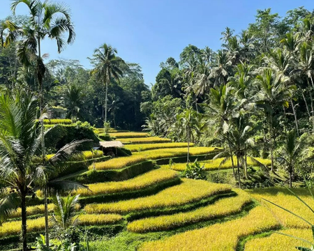 Rice Fields Trekking And Sunset Point At Gembleng Water Fall with Komang