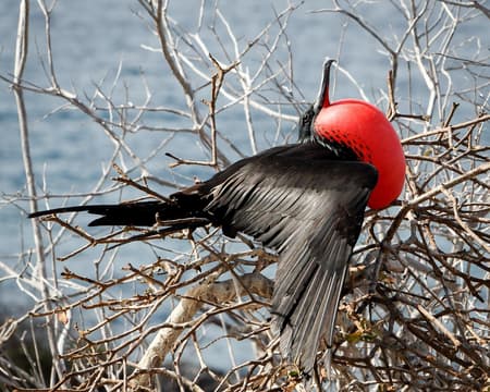 North Seymour Tagesausflug