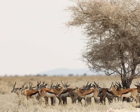 Full Day Game Drive at Kruger National Park with Packed Breakfast