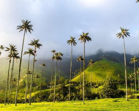 FILANDIA, VALLE DEL COCORA Y SALENTO (QUINDÍO) PRIVADO