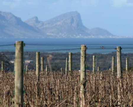 Day Trip to Stellenbosch & / or Franschhoek