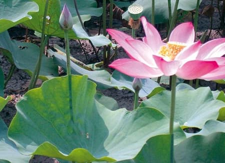 Tour "Mekong Delta by boat"