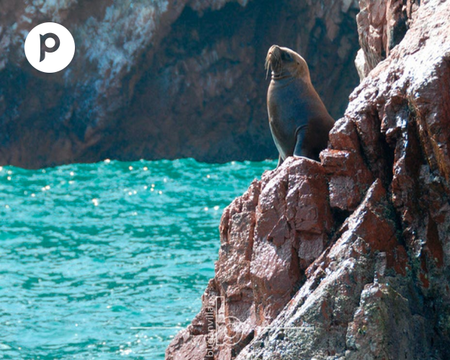 Full Day Ballestas Islands and Paracas National Reserve from Lima