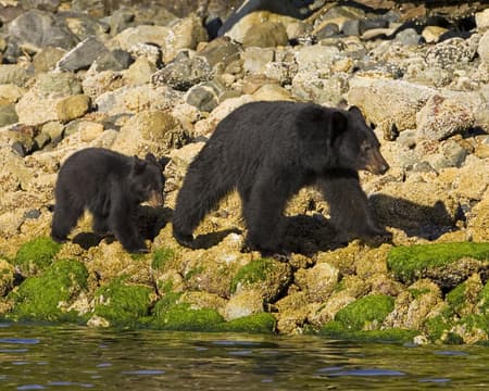 Bear Watching in Uclulet per boot