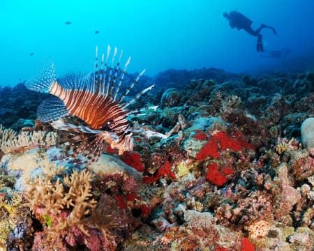 Dive Package Mayotte (7 nights/8 days; 10 dives)