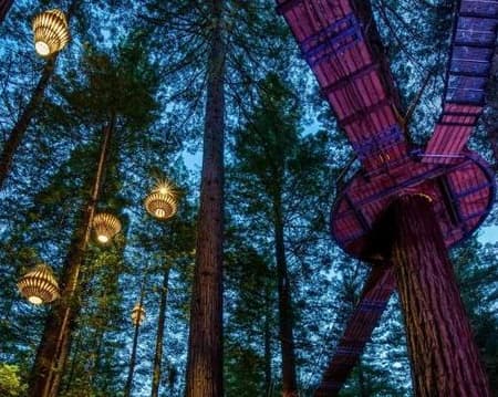 Redwoods Nightlights