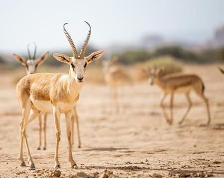 HEGRA WILDLIFE & NATURE TOUR (1 Oct 24  – 28 Feb 25)