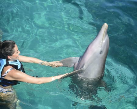 Interacción con Delfines Cancún 