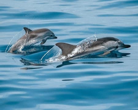 Dolphin Sighting in Puerto Morro