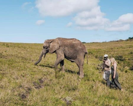 Knysna Elephant Park Tickets Only