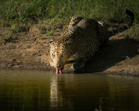 Elephant Safari in Yala Nationalpark 